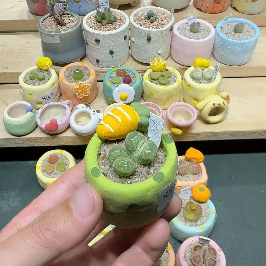 红陶蘑菇237绿大牙