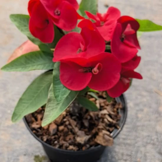 遇***好完全开放浮夸夫人直播间一物一拍