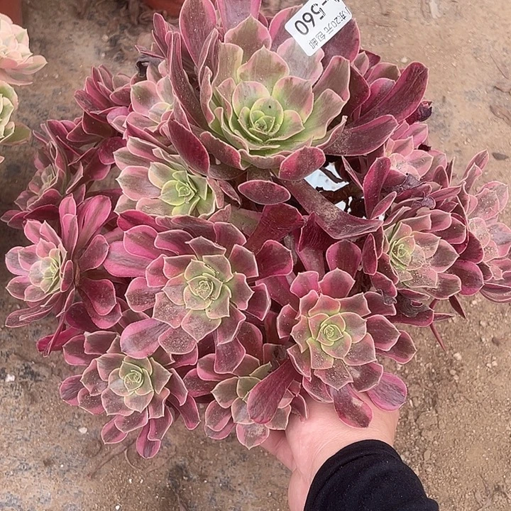560凤冠多肉植物福利