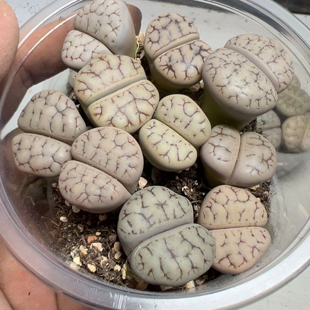 【闪购商品】 1085。