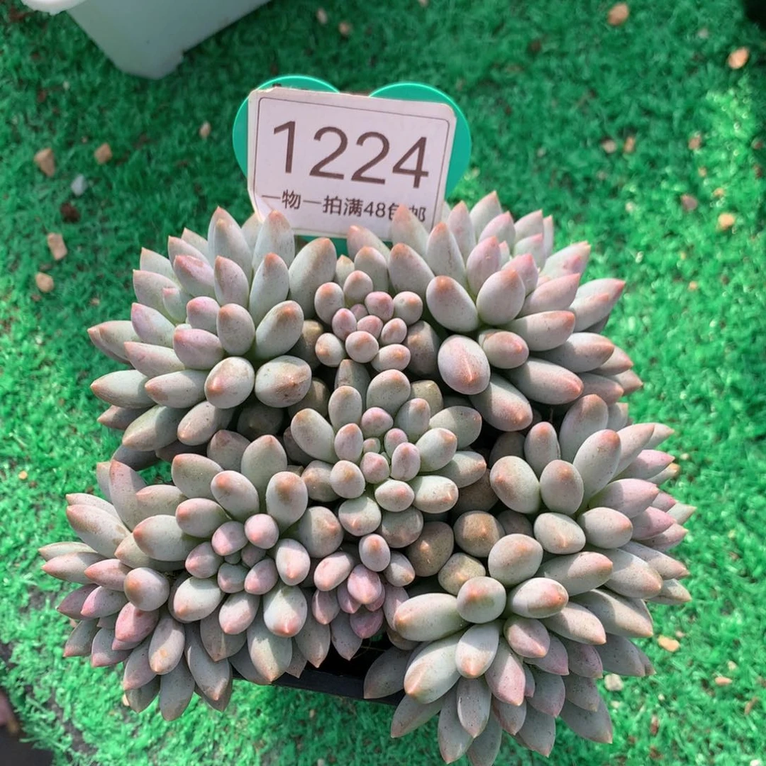 蓝精灵无砍平头1224