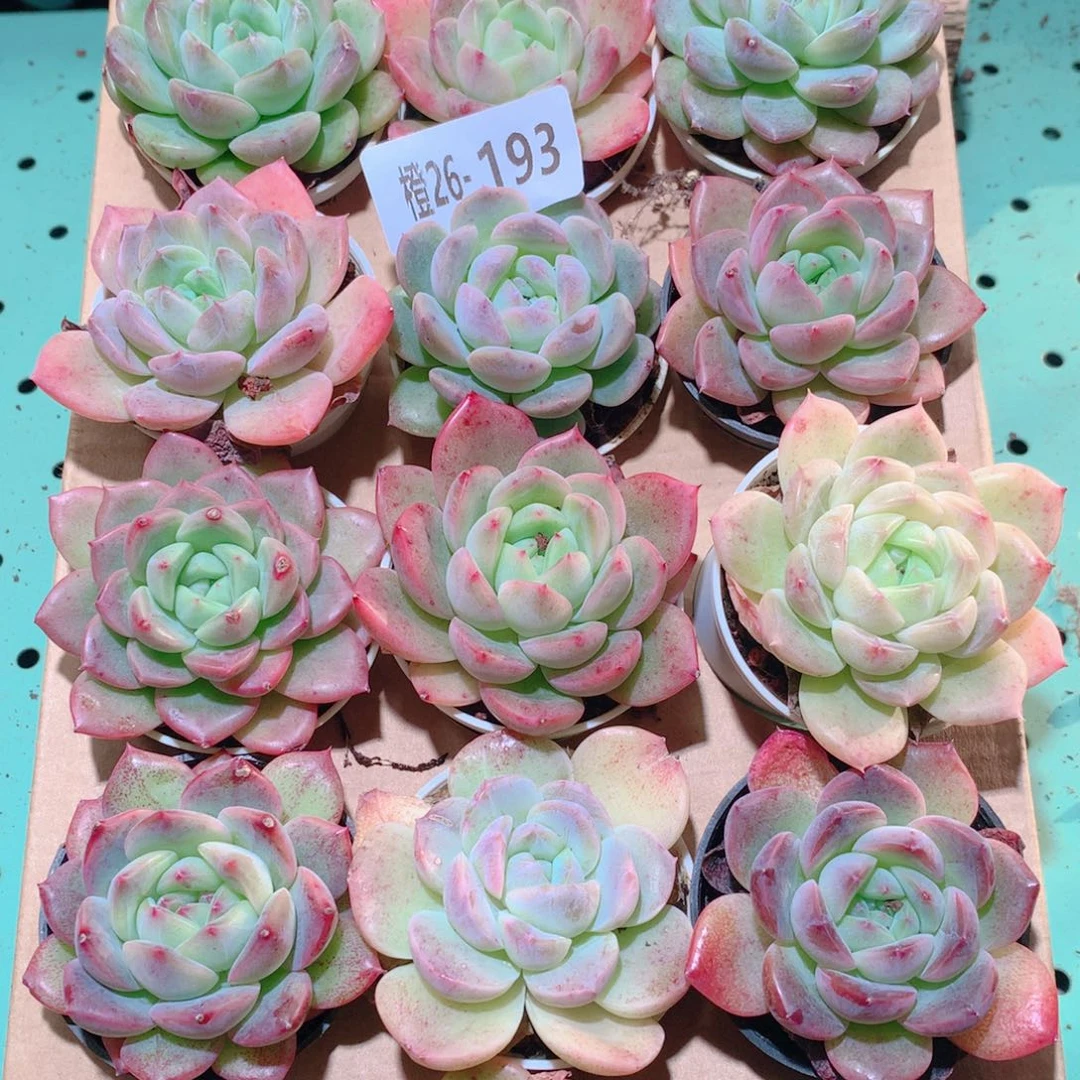 26-193一物一拍多肉带盆18颗
