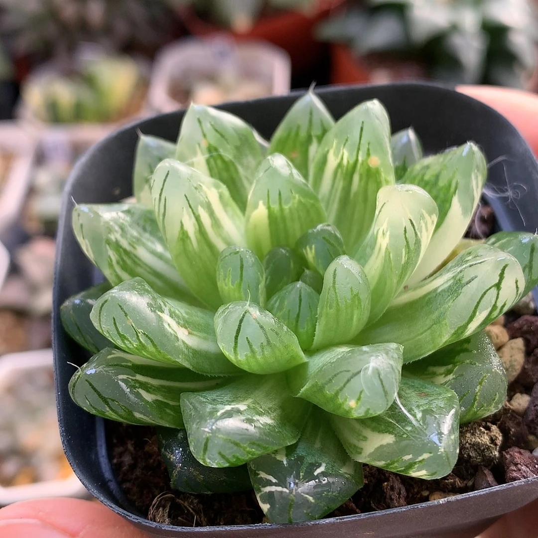 花火玉露锦带盆土发货