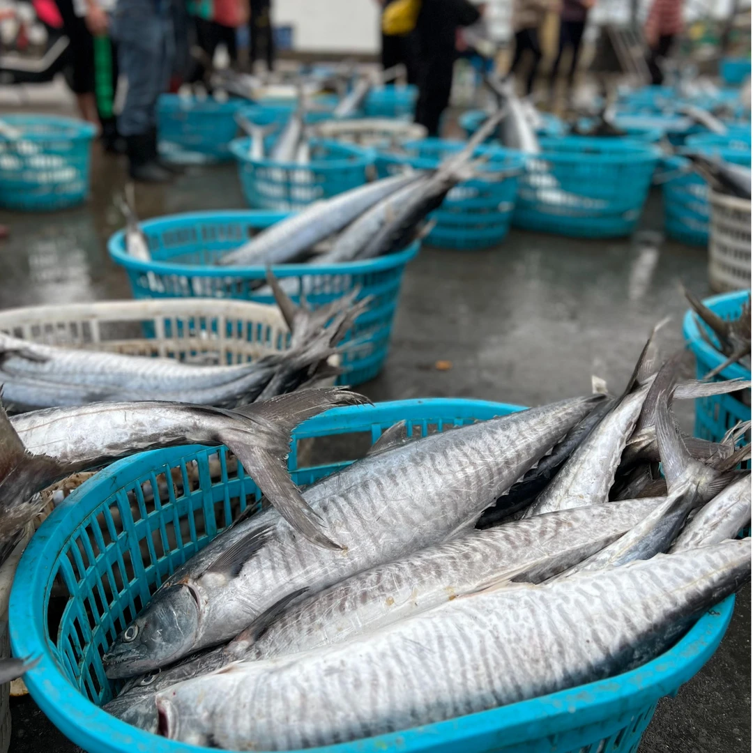 6-8斤中康氏横纹马鲛鱼 广东深海捕捞速冻 原条代切