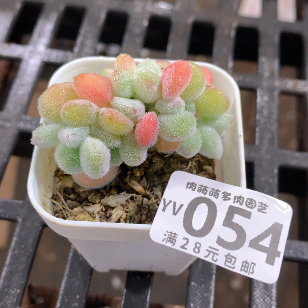 肉萌萌拇指盆精控多肉YV054