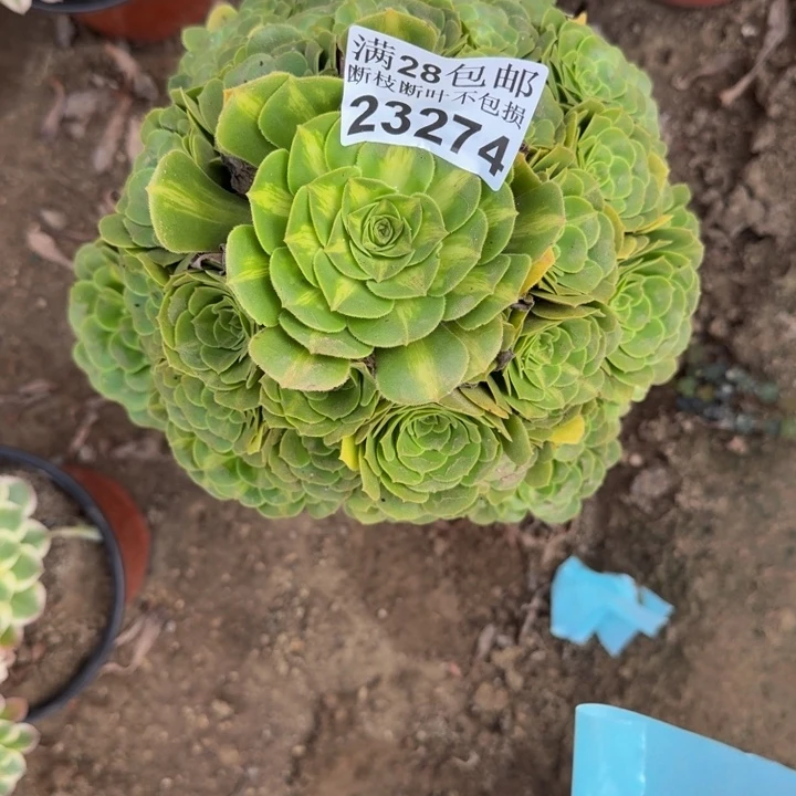 23274琉璃多肉植物