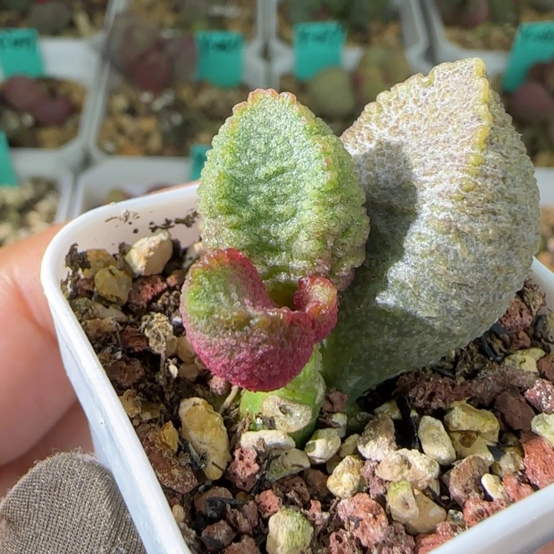 实生肝杂叶插，四方盆发