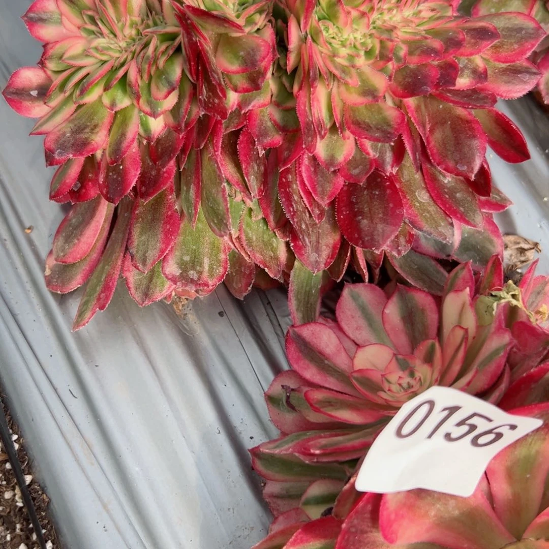 157 号多肉植物法师新号福利