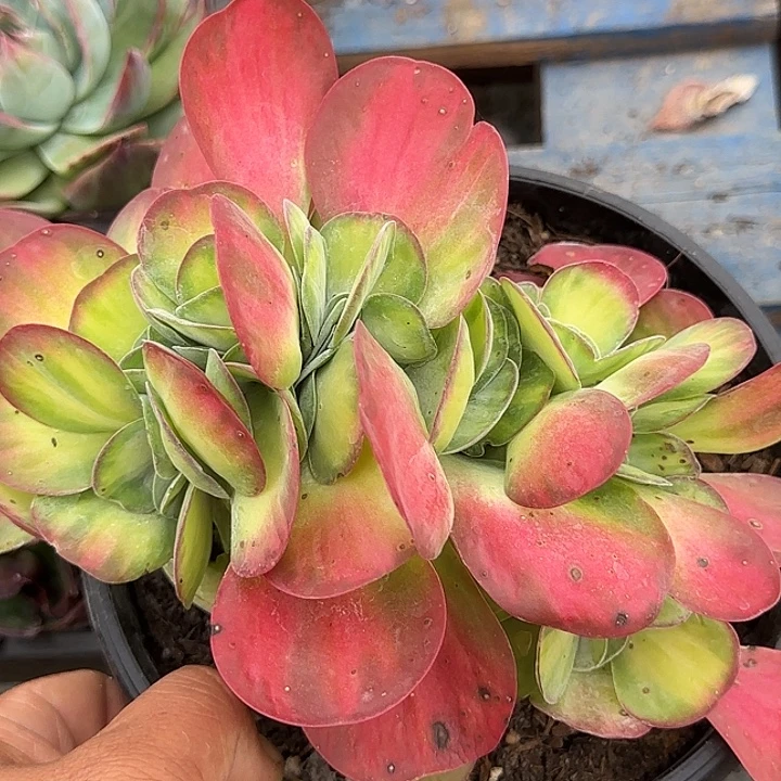 唐寅锦缀惊鸿一物一拍包装收缩花旱