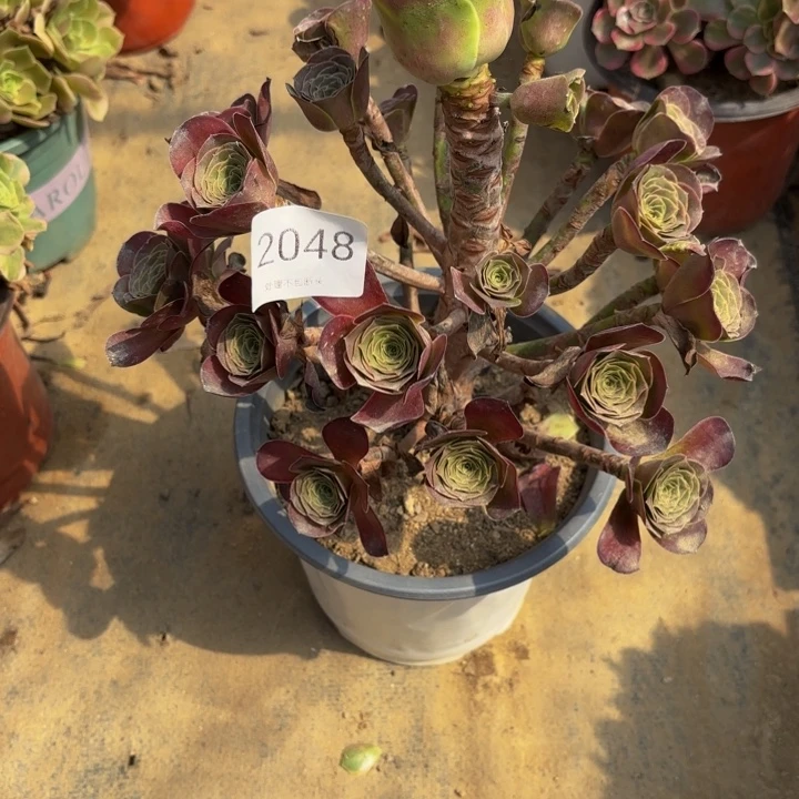 魅金玫瑰多肉处理不包断头2048