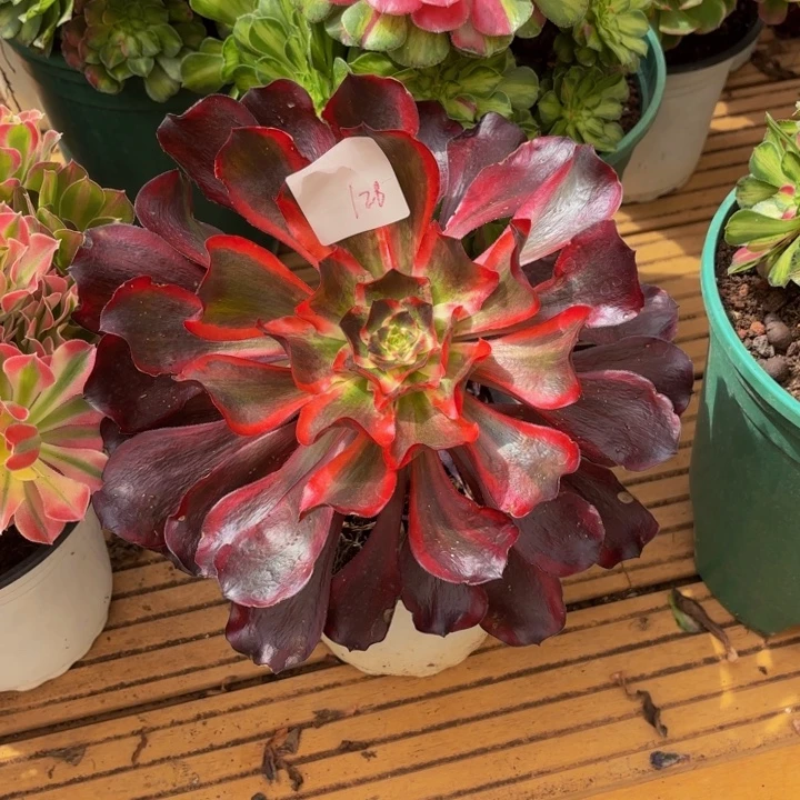 云南红魔女好看128号