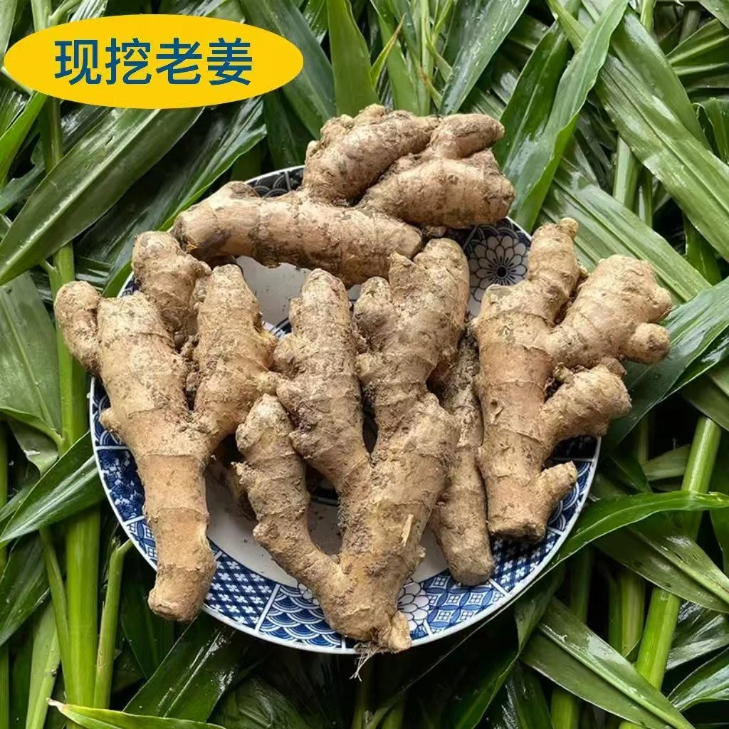 老姜、香头铜陵白姜正宗董店原产地核心产区