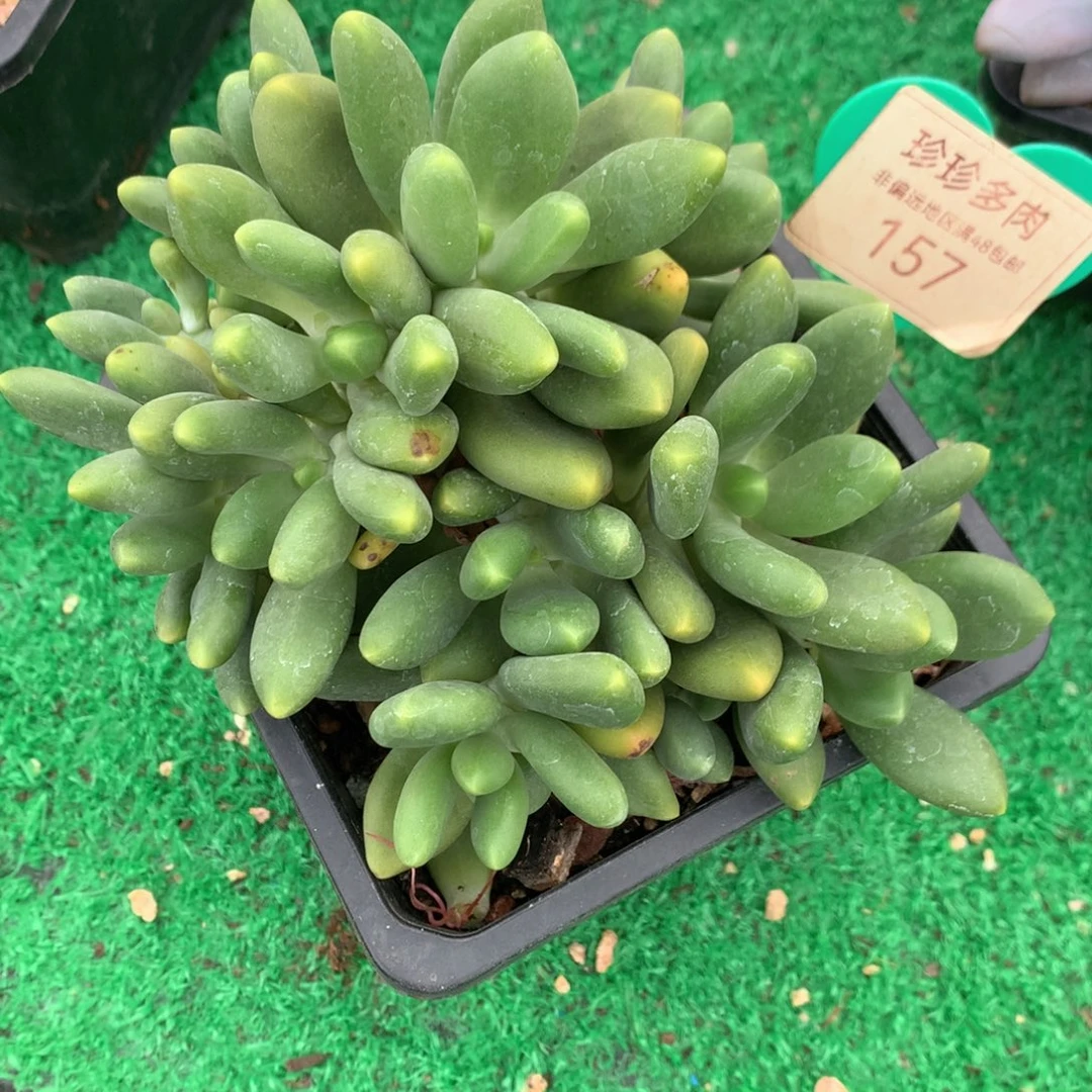 15头芒果奶老桩一物一拍