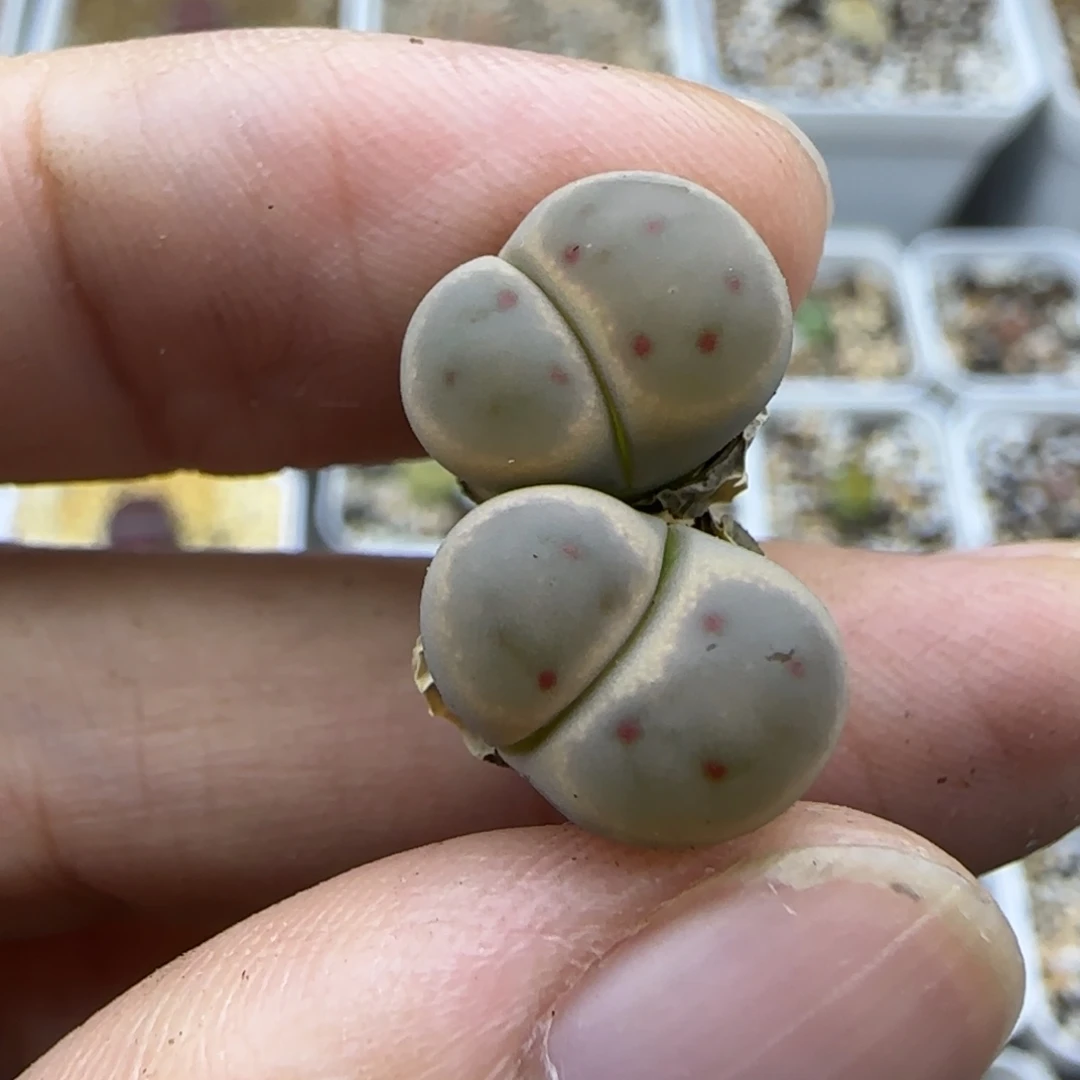 854 双头清框福利30包邮