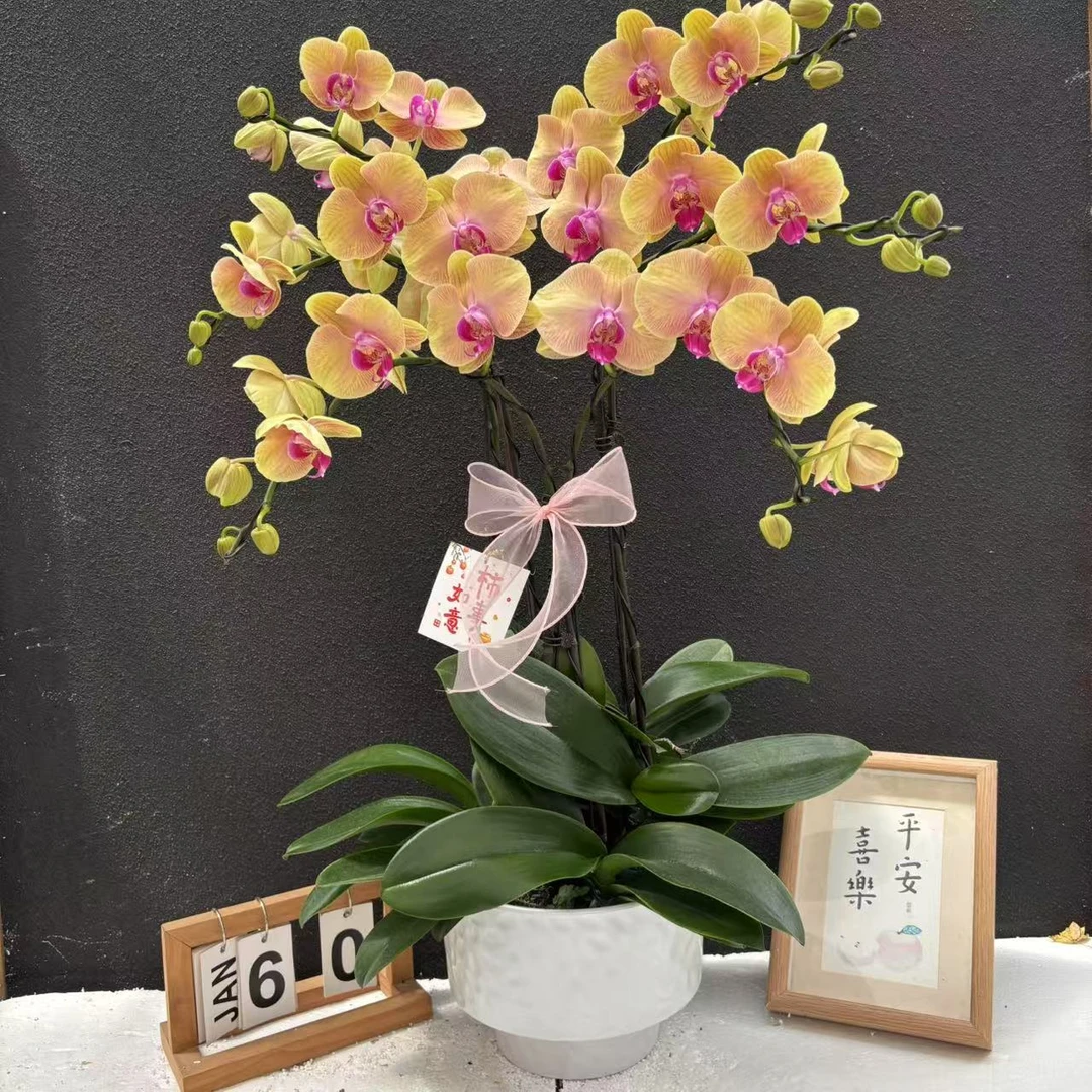 甄选（圆舞曲）蝴蝶兰花卉鲜花 大花型高端花花  超长待机