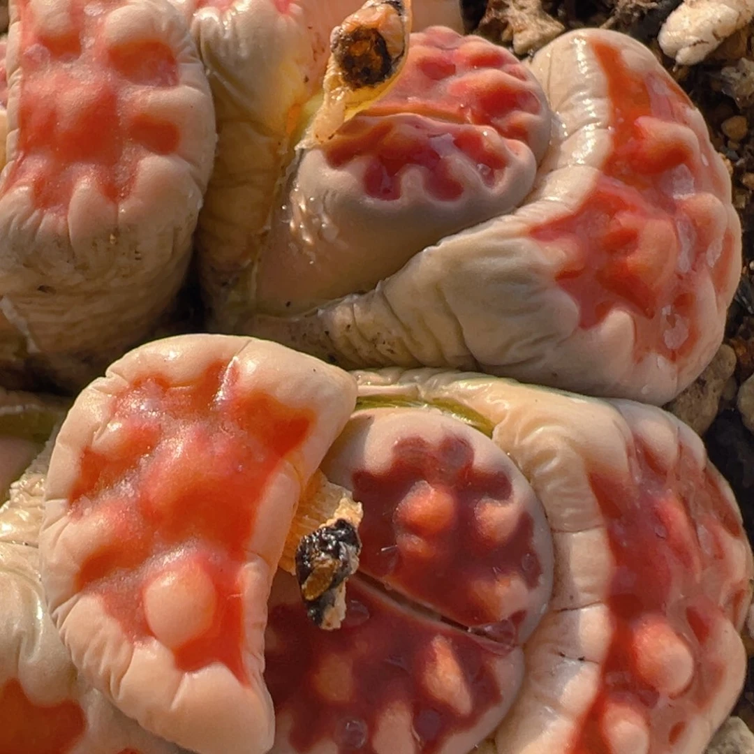 深***觉73多肉植物百科知识