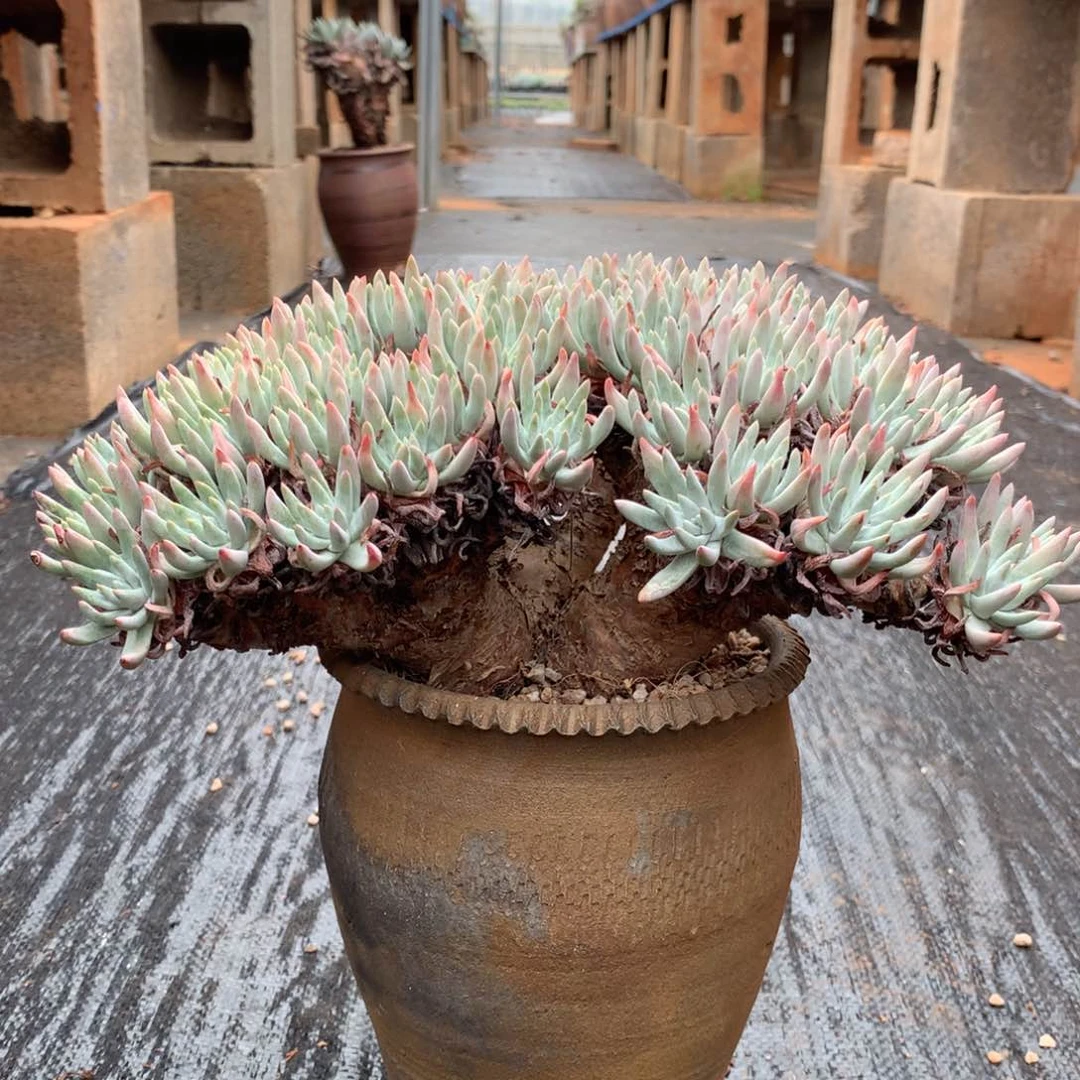 全部花朵白露，仙女杯多肉