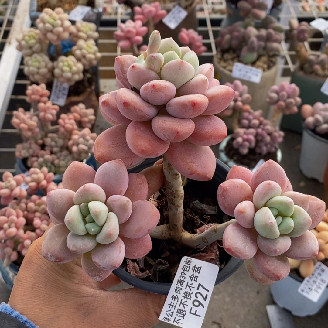 樱花洛神927/10c m