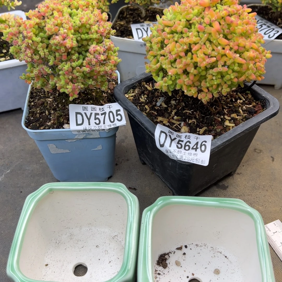 山***2dy5705/5646两个精控蜜橘糖球带两个盆冠幅8cm