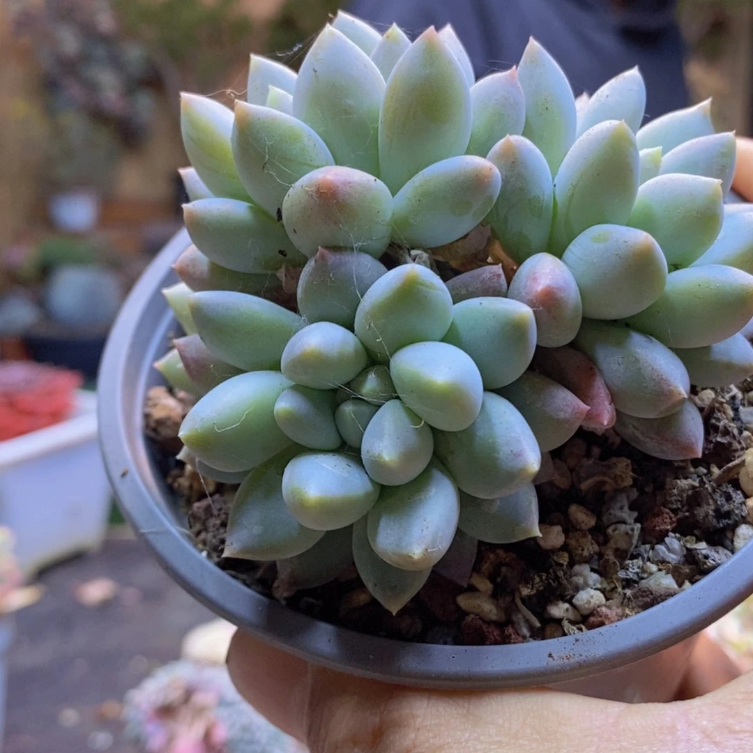 ?**?C74号奶糖多肉