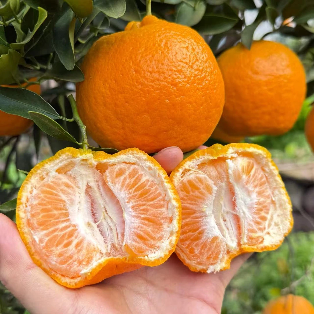 四川老树碰柑现摘新鲜柑橘子当季孕妇新鲜水果
