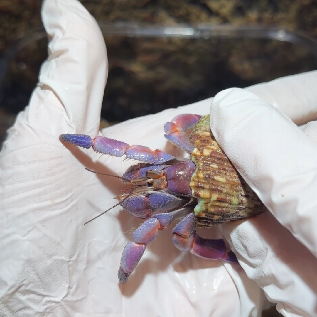 2.45口 哇哇哇哇哇