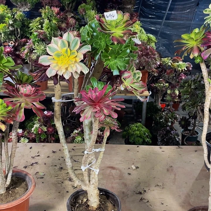 8*架接法师一个494号