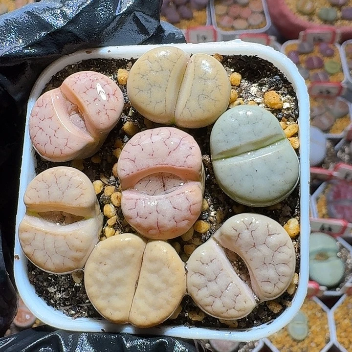 生石花2//。在。 63号