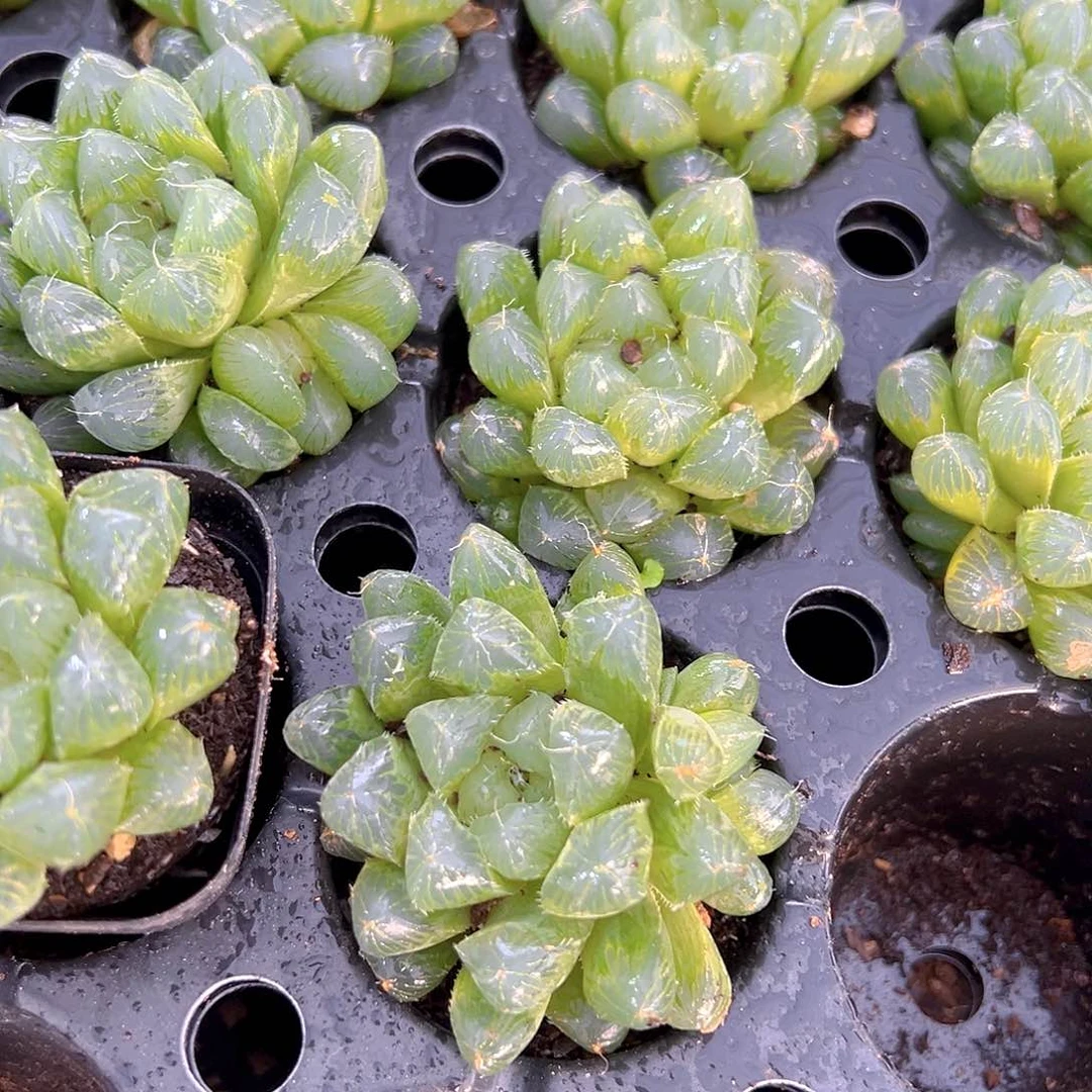 帝王玉露多肉多肉多肉一颗