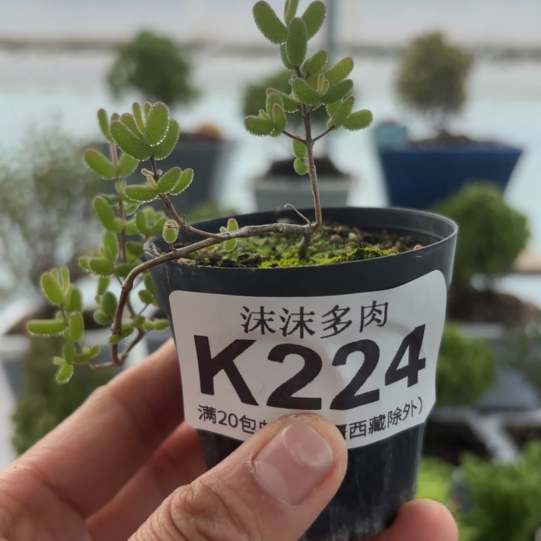 嗯***࿐224橘子糖枝干福利