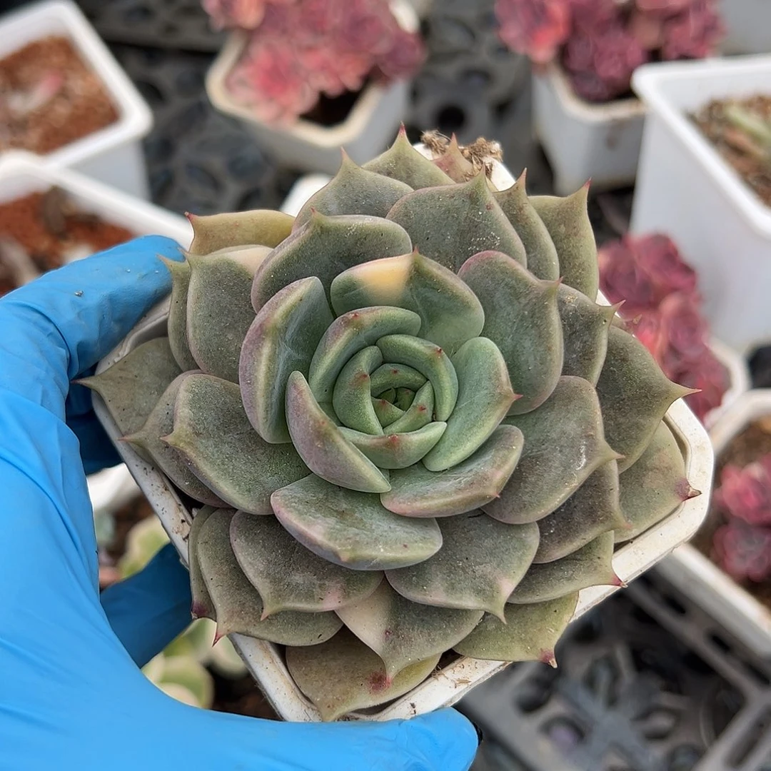 贝加尔湖少锦，多肉植物