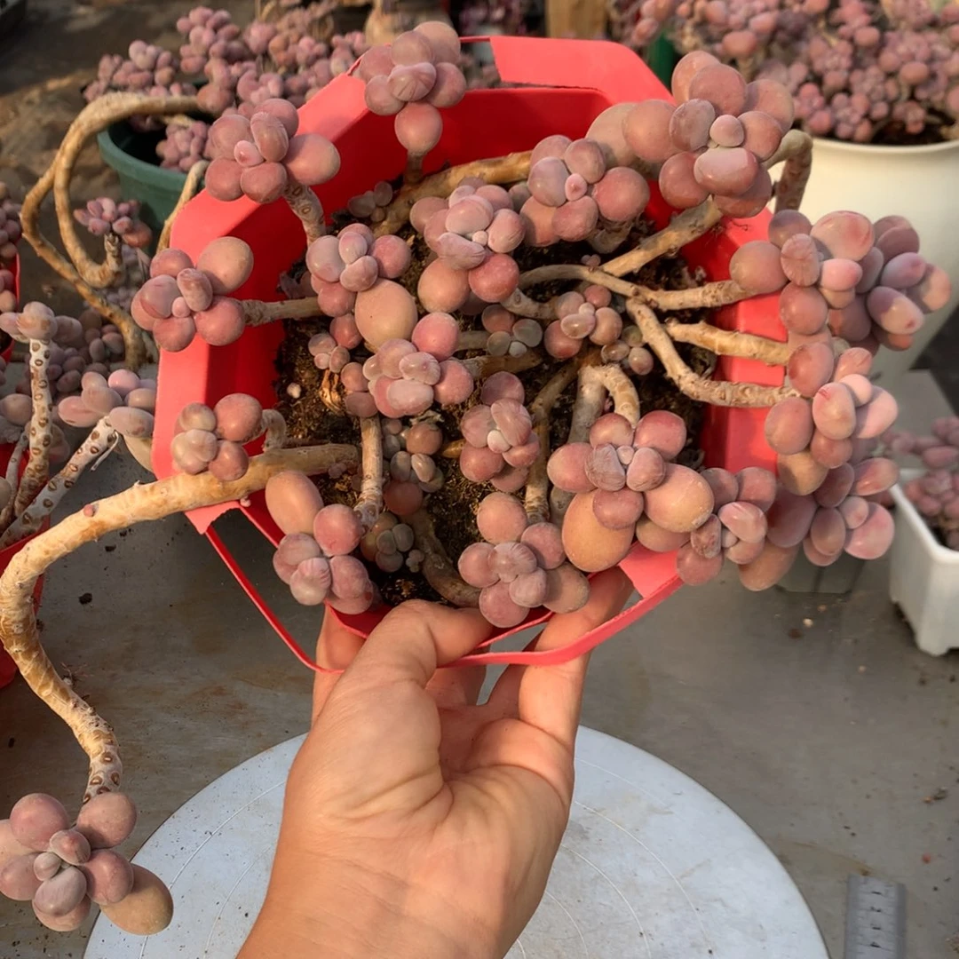 桃蛋老桩有瑕疵不带盆35号