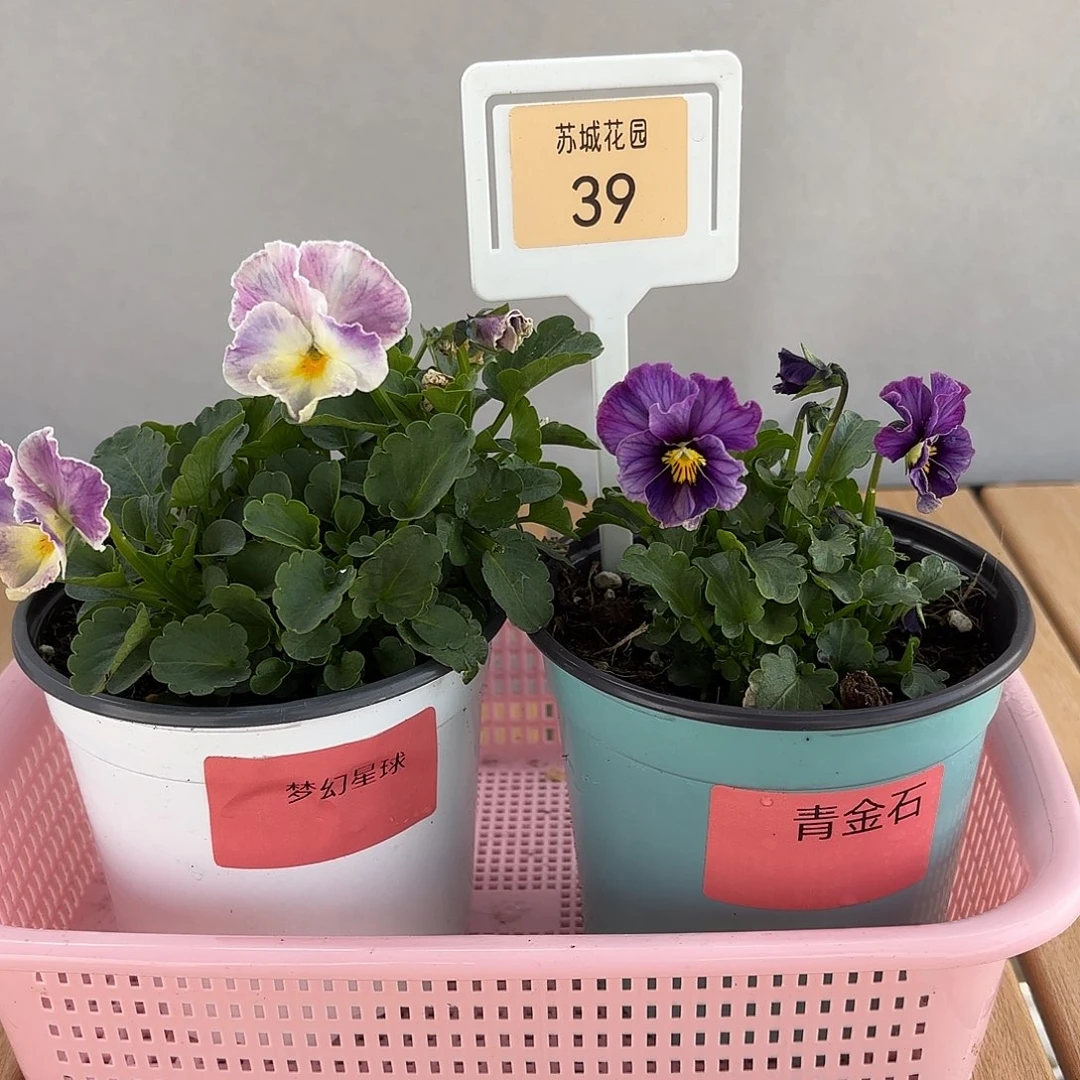 大部分开放少量花苞39