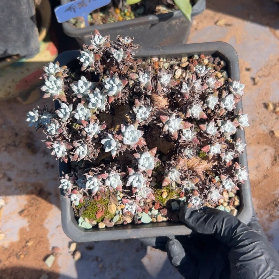 格诺玛白菊～一物一拍2358