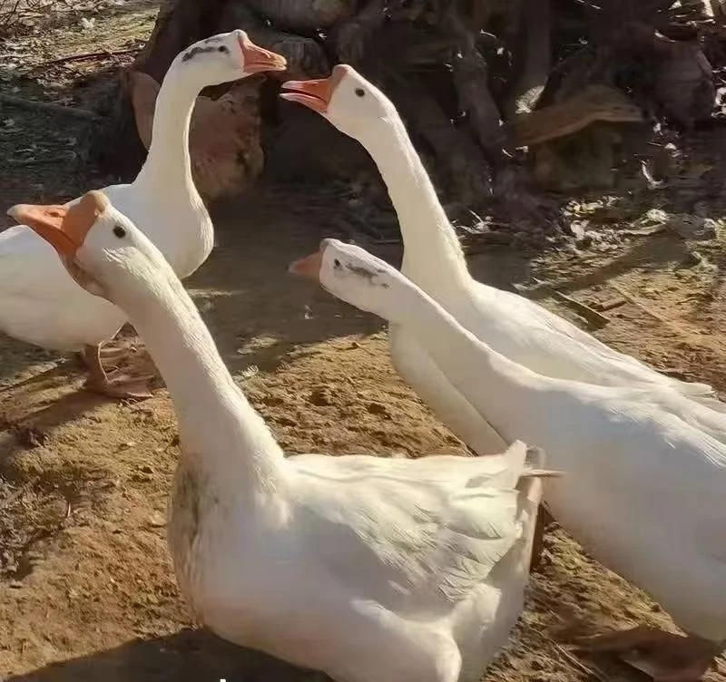 东北农村水边散养溜达鹅笨大鹅（含心肝胗）