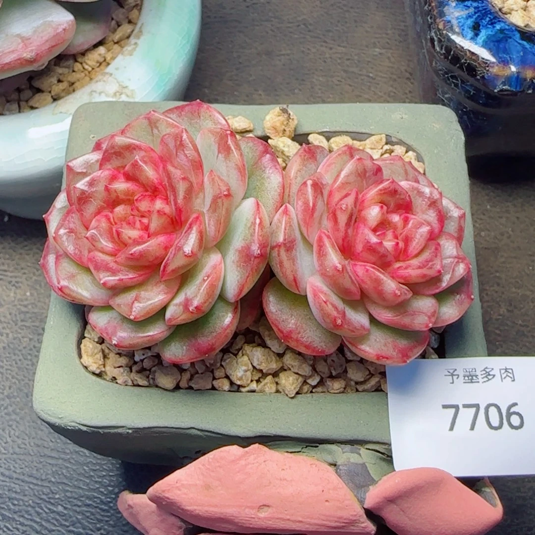 雪色玛丽，7706多肉植物