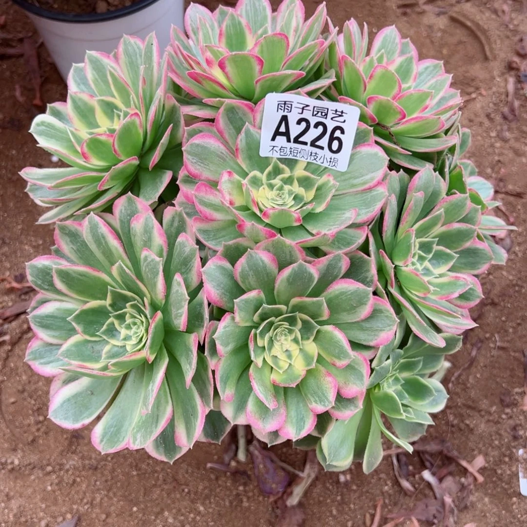 226海王尺寸20左右