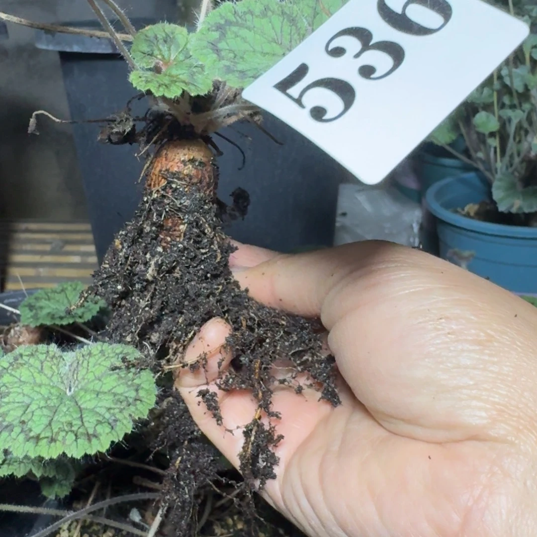 圆叶洋葵多肉植物