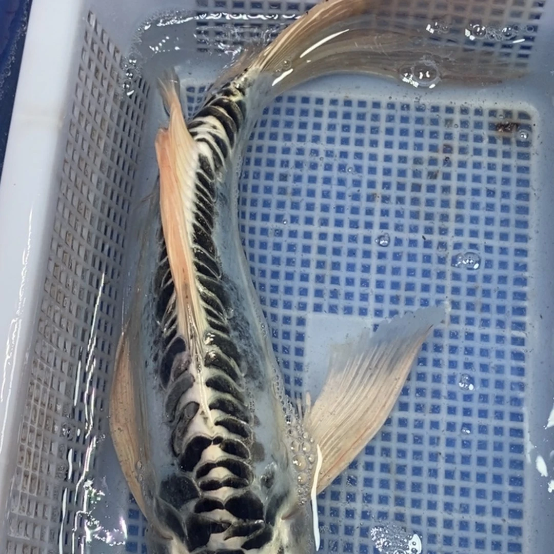 锦鲤冷水锦鲤包邮