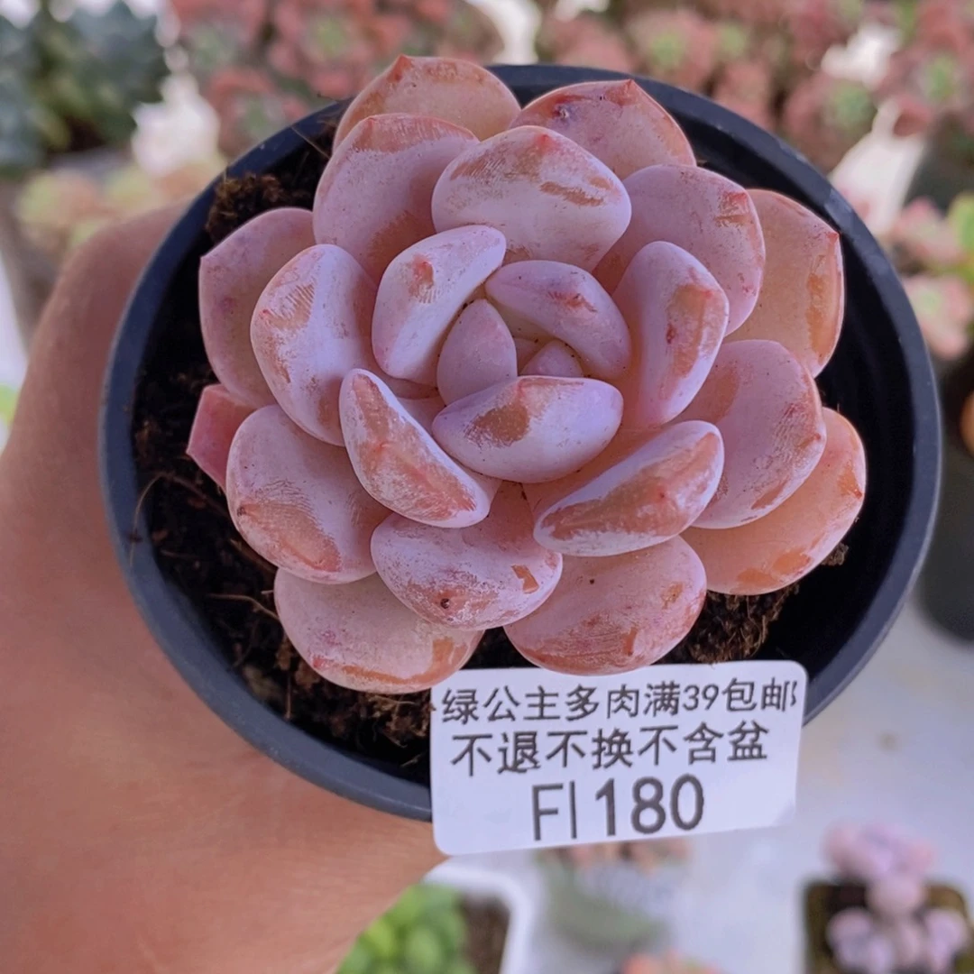 冰糕5cm180多肉植物