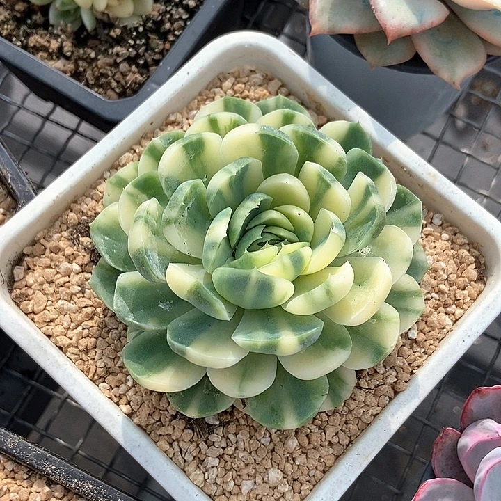 胭脂贝瑞锦多肉植物