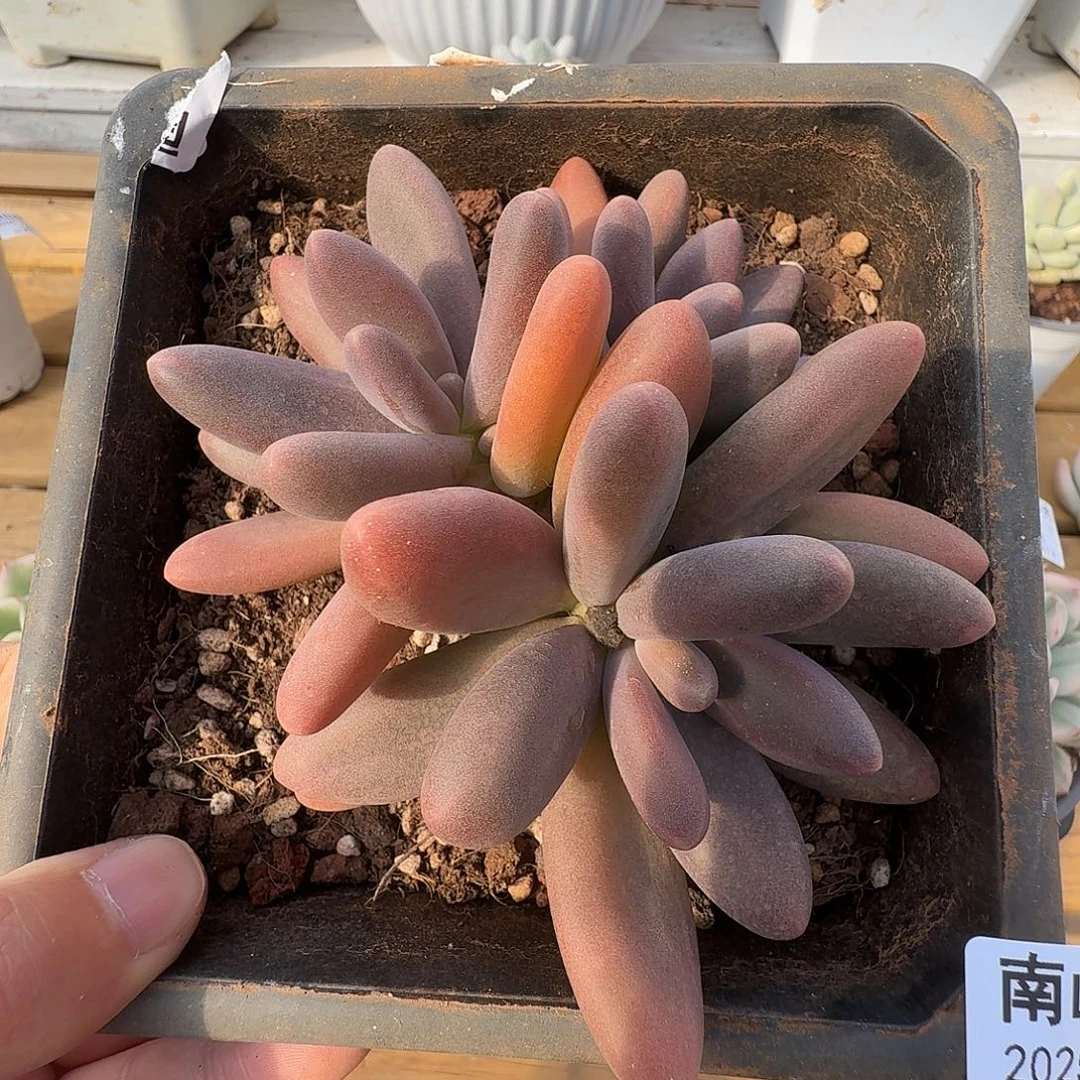 日光灯1111219-112