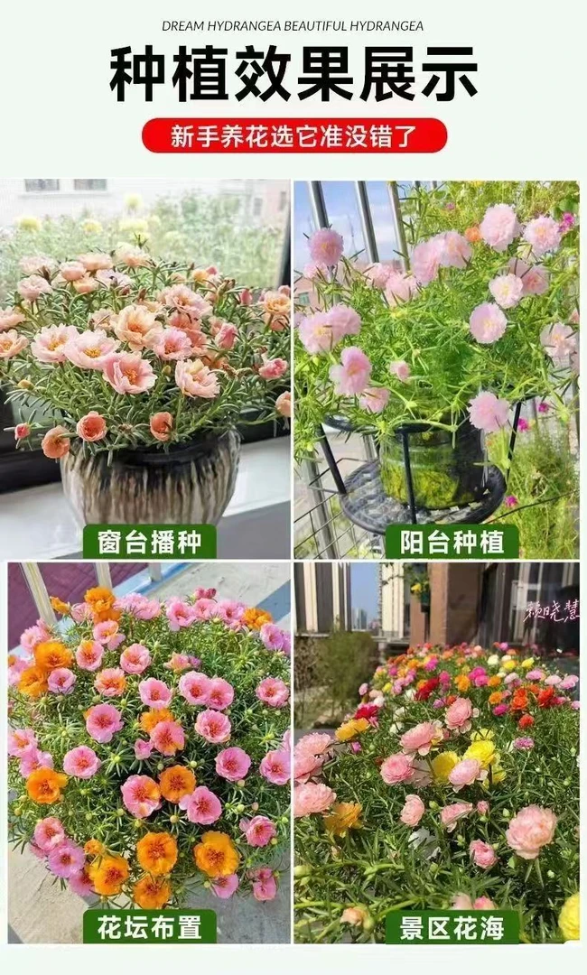 带花苞重瓣太阳花苗混色四季开花好养活绿植