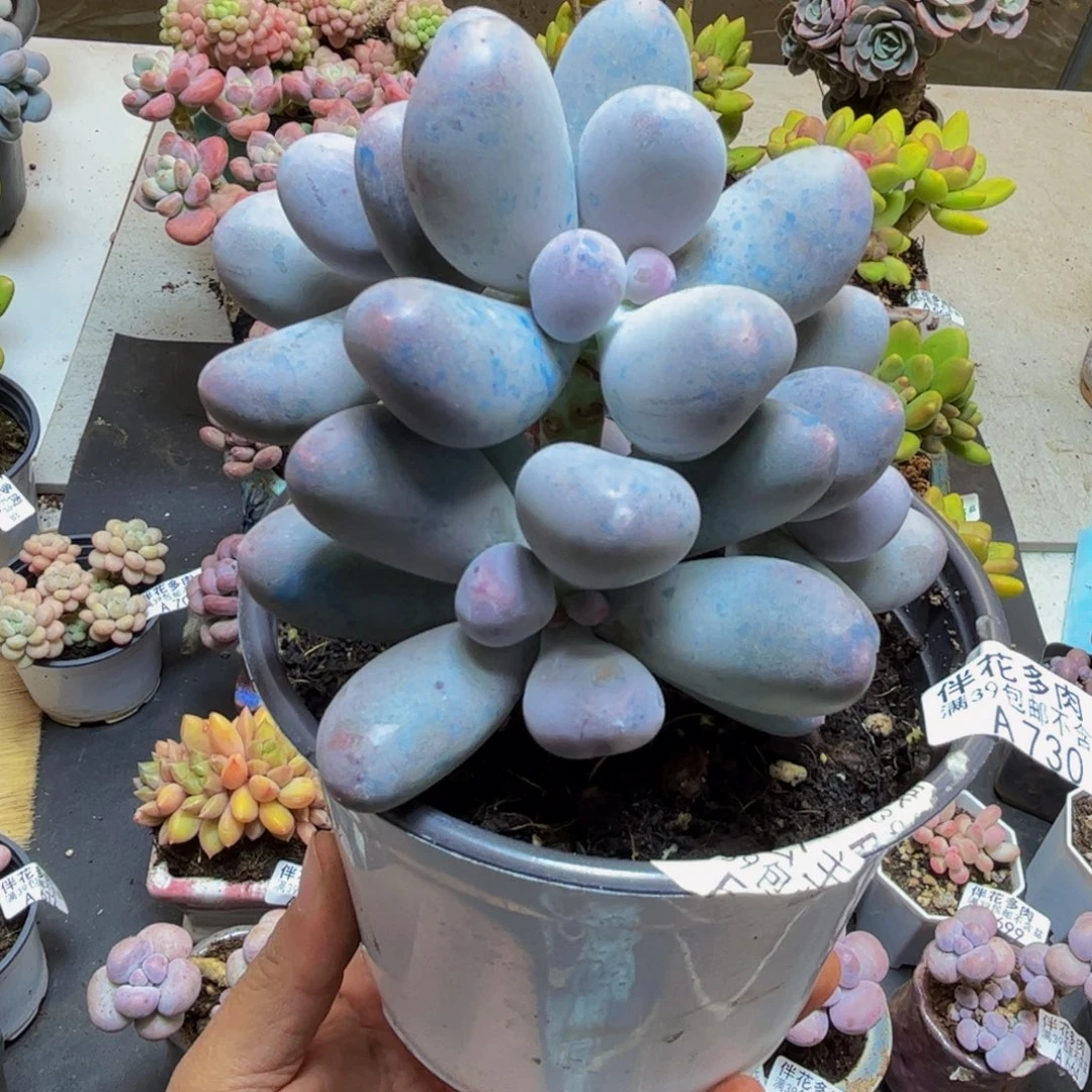 730米可奶10cm多肉