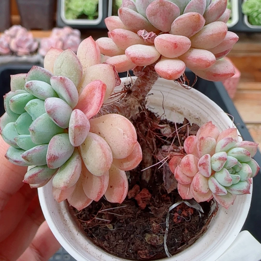 花语逸镜0923-225