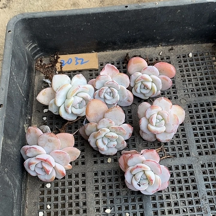 慕***慕无花朵2032好一物一拍雪莲