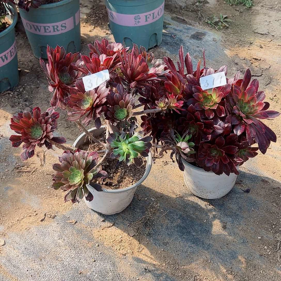 紫砂茶宠法师2个377号374号