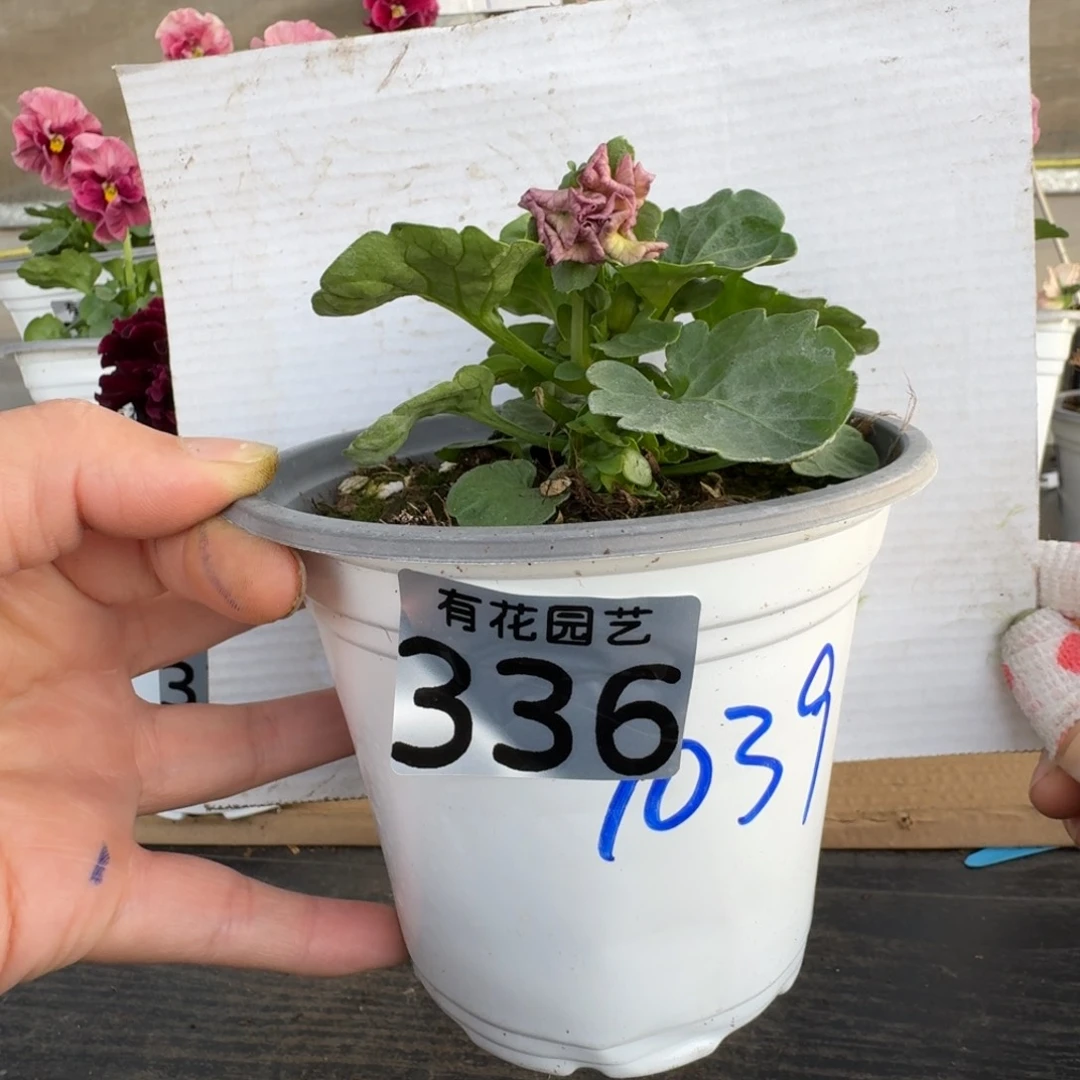 无花朵336号角堇