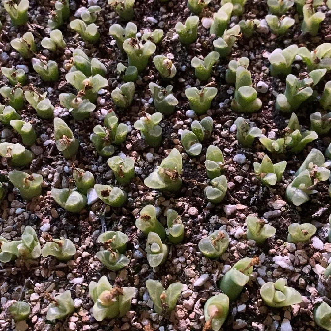 两颗冰风铃。
