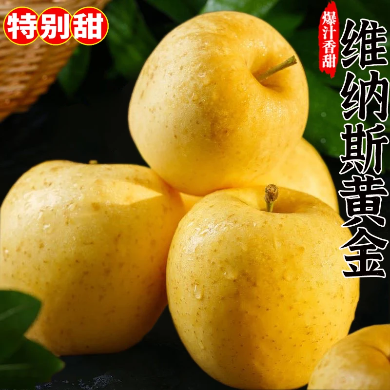 【超甜无酸】山东正宗黄金维纳斯非奶油富士苹果脆甜冰糖心新鲜水果